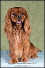 LAZYCROFT'S B'FUL LOVED BLESSED  exc3 (2).jpg